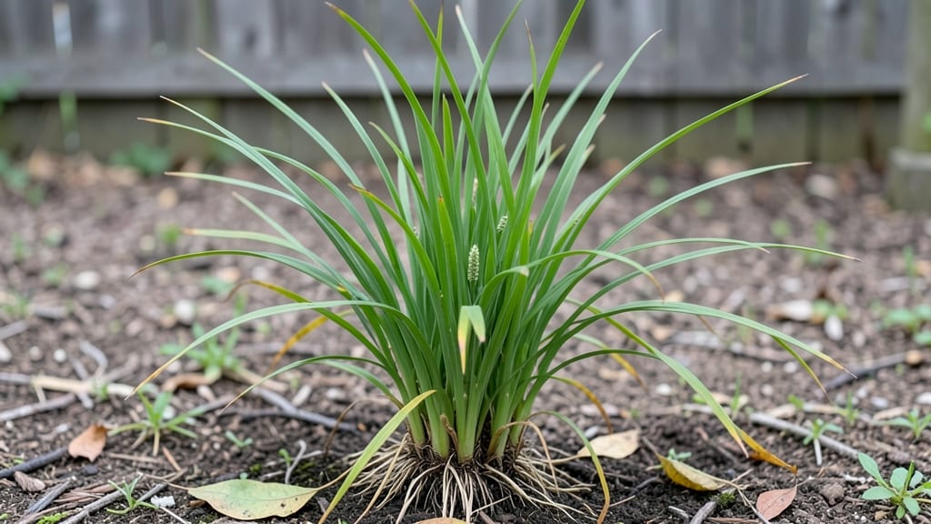 Citronella Grass (Cymbopogon Nardus): Mosquito-Repelling Growth Guide for Pests-Free Yards