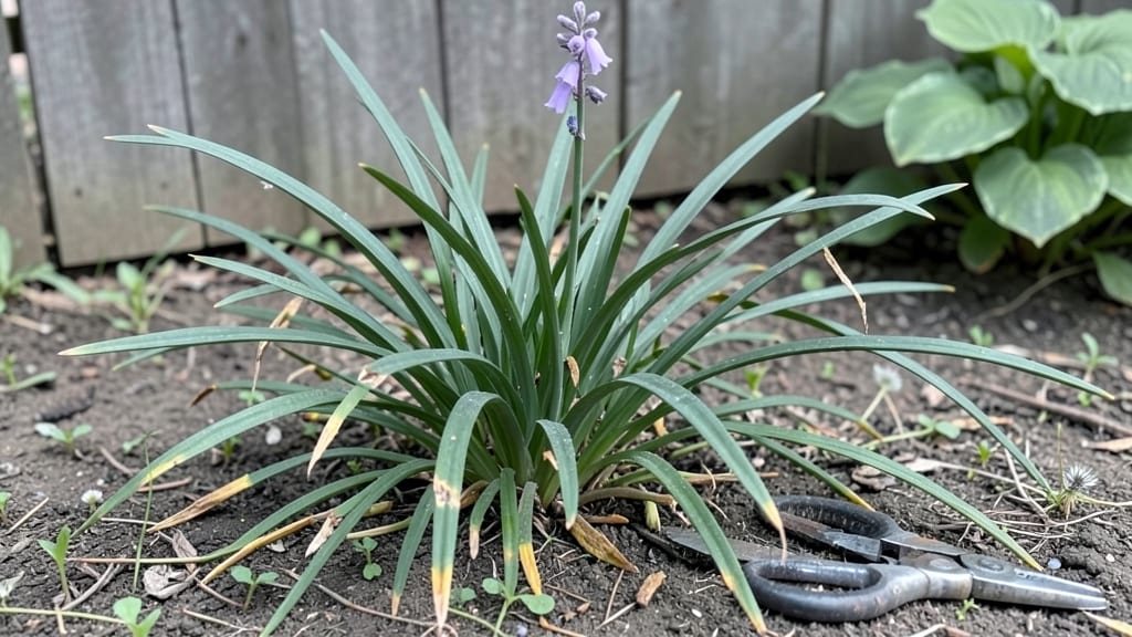 When to Cut Down Monkey Grass: Best Season and Growth Stage Clues