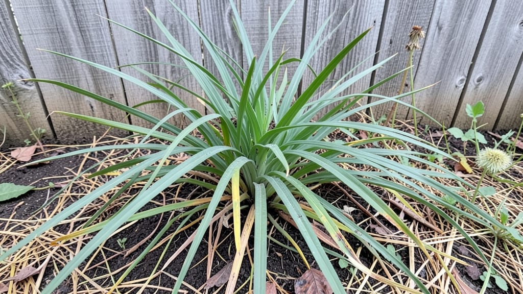 Will Lemongrass Come Back: Perennial Growth Habits Explained